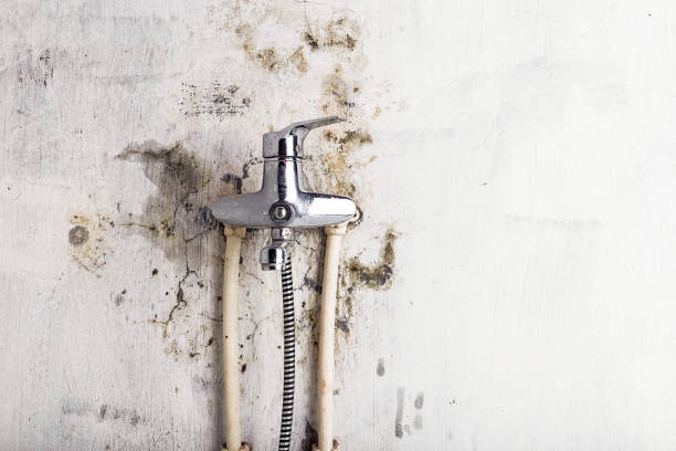 Gamerco, NM Mold Removal Pros
