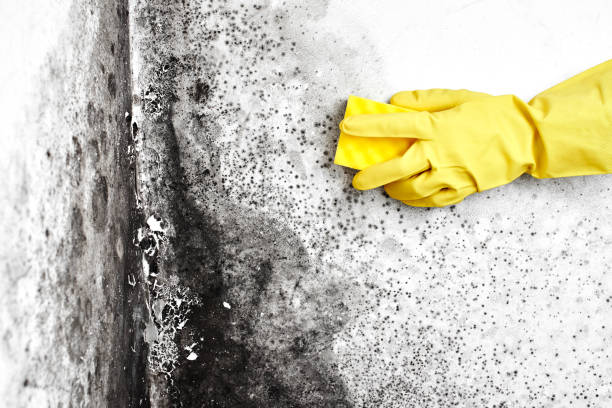 Best Attic Mold Removal  in Gamerco, NM
