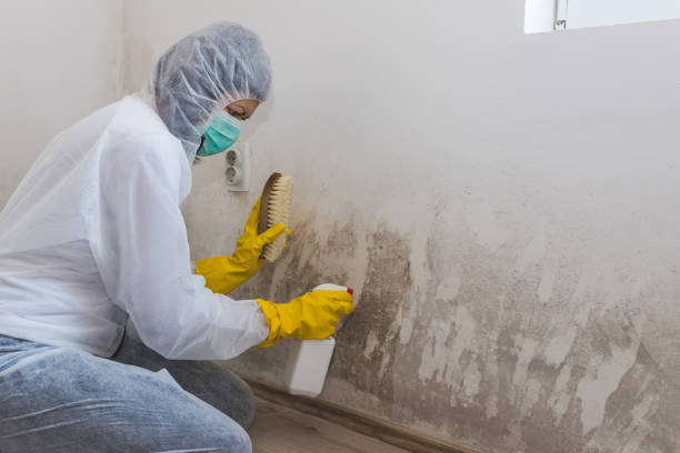 Mold Removal and Inspection in Gamerco, NM