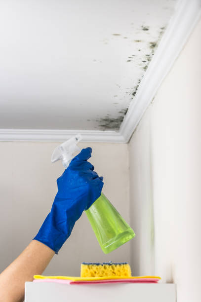 Trusted Gamerco, NM Mold Removal Experts