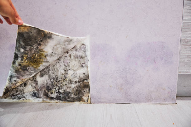 Home Mold Removal in Gamerco, NM